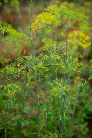 Photo for Dill plant flowers in organic vegetable garden - Royalty Free Image