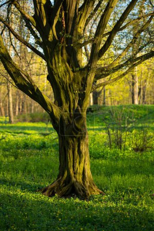 Foto de Primavera naturaleza viejo árbol con pequeñas hojas jóvenes y hierba - Imagen libre de derechos