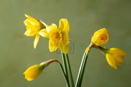 Foto de Primer plano de las flores narcisas de primavera amarilla en la superficie verde - Imagen libre de derechos