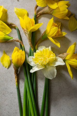 Téléchargez les photos : Vue du dessus des fleurs narcisses jaunes du printemps sur le béton - en image libre de droit