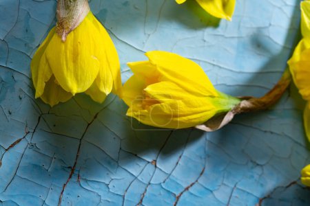 Foto de Vista superior de flores narcisas de primavera amarilla - Imagen libre de derechos