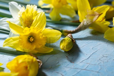 Foto de Concepto de primavera flor de narcisos amarillos en la superficie azul - Imagen libre de derechos
