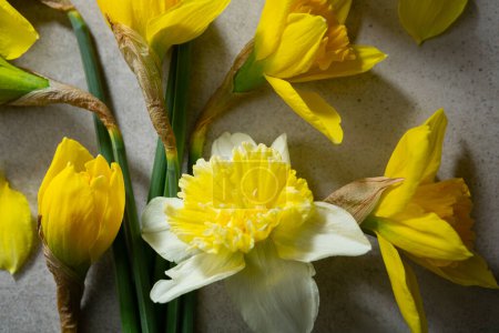 Foto de Concepto de vacaciones de primavera flor narciso amarillo y blanco desde arriba - Imagen libre de derechos