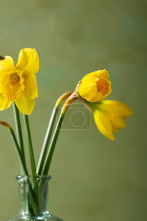Foto de Concepto de primavera flor narciso amarillo y blanco de cerca contra la superficie verde - Imagen libre de derechos