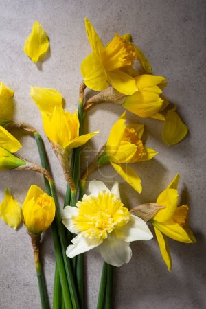 Foto de Concepto de primavera flor narciso amarilla y blanca desde arriba - Imagen libre de derechos