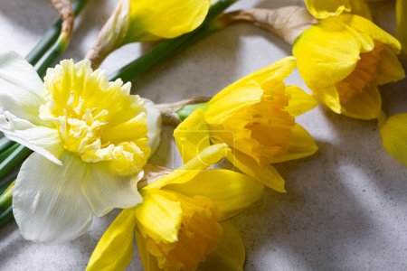 Foto de Primavera concepto amarillo y blanco narciso flor de cerca - Imagen libre de derechos