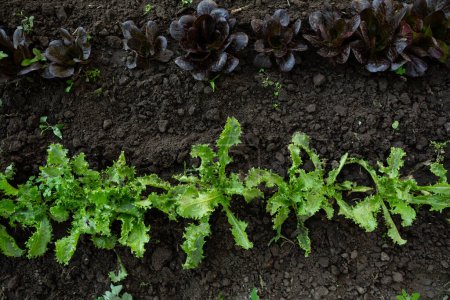 Photo for Growing green organic lettuce salad in vegetables garden - Royalty Free Image