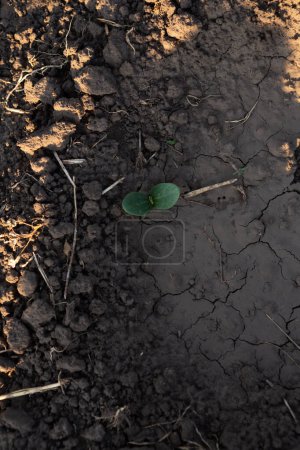 Photo for Pumpkin sprout on dry ground drought concept - Royalty Free Image