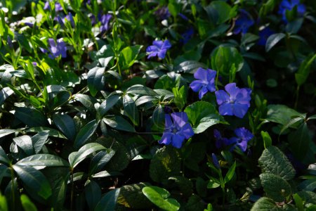 Frühlingslandschaft mit blühenden blauen Blumen Natur 