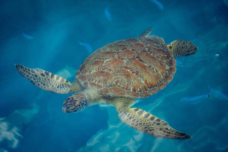 Foto de Una gran tortuga marina que acoge a dos Remora a rayas unidas nada cerca de la superficie a través del agua azul con rayos de sol que reflejan el agua en Turquía
. - Imagen libre de derechos