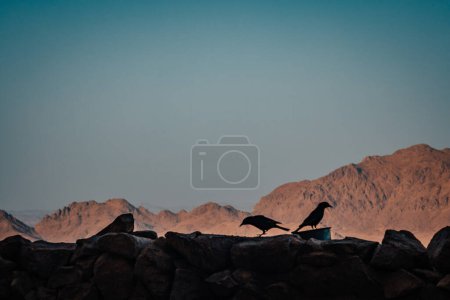 Photo for Panorama of Mount Sinai , Riding a road through the desert and mountains in Egypt, - Royalty Free Image