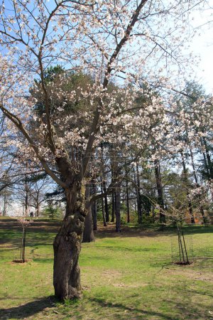Foto de Cerezos de Japón - sacura - floreciendo en el parque - Imagen libre de derechos