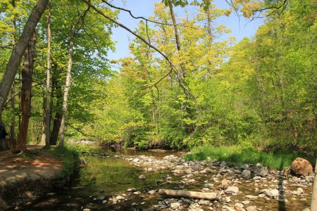 Téléchargez les photos : Paysage printanier avec rivière dans la forêt - en image libre de droit