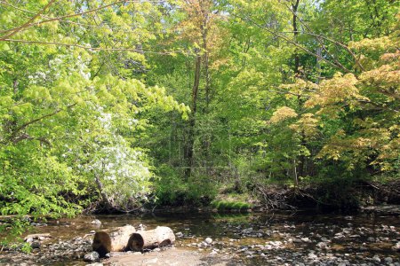 Téléchargez les photos : Paysage printanier avec rivière dans la forêt - en image libre de droit