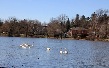 Paisaje urbano con bandada de cisnes en el río