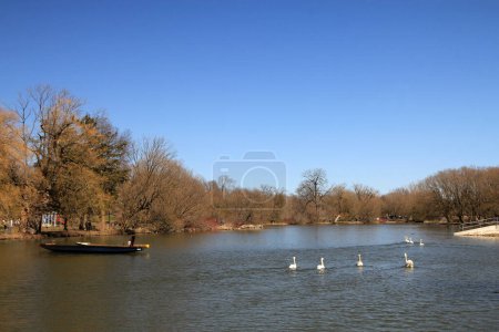 Foto de Paisaje urbano con bandada de cisnes en el río - Imagen libre de derechos