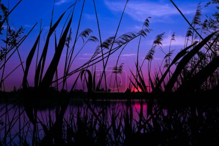 Téléchargez les photos : Paysage rural à l'aube en face d'un lac. Silhouette de pampas fleurs et végétation au bord de l'eau. - en image libre de droit