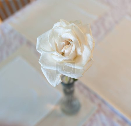 Rosa blanca marcescente sobre una mesa. Imagen de cerca de la flor.