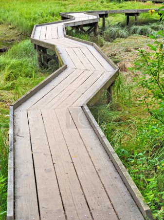 Téléchargez les photos : Sentier de plancher en bois au-dessus du terrain marécageux en Colombie-Britannique - en image libre de droit