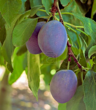 Tailler les prunes sur une branche. mûrir prunes bleues poussant parmi les feuilles
.