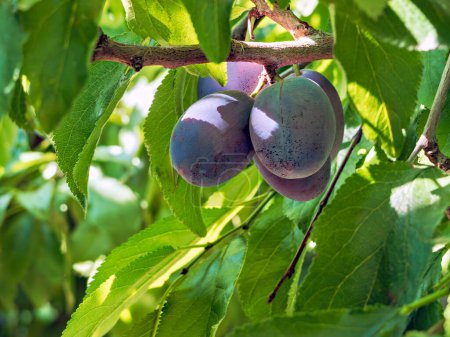 Tailler les prunes sur une branche. mûrir prunes bleues poussant parmi les feuilles
.