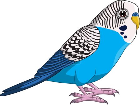 Téléchargez les illustrations : Illustration vectorielle de Cartoon Blue Budgie Parakeet sur fond blanc - en licence libre de droit