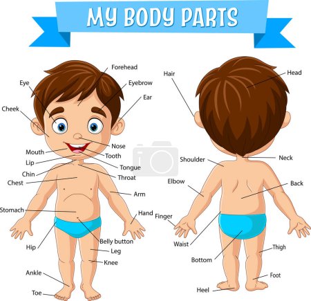Ilustración de Vector illustration of Vocabulary of little boy body parts - Imagen libre de derechos