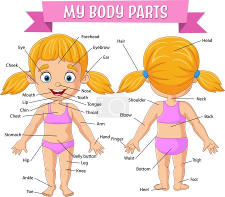 Photo for Vector illustration of Vocabulary of girl body parts - Royalty Free Image