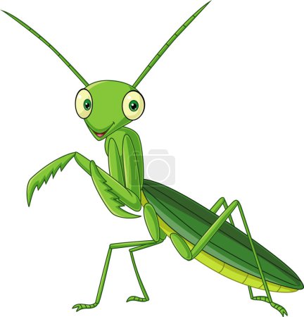 Photo for Vector illustration of Cartoon green mantis on white background - Royalty Free Image