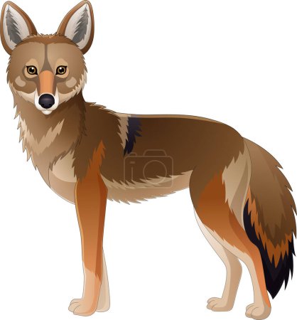 Téléchargez les illustrations : Illustration vectorielle du coyote de bande dessinée sur fond blanc - en licence libre de droit