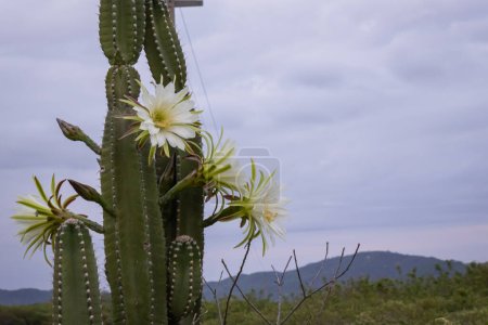 cactus mandacaru.Cereus jamacaru. con flores y paisaje natural de fondo