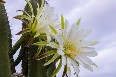cactus mandacaru.Cereus jamacaru. con flores y paisaje natural de fondo