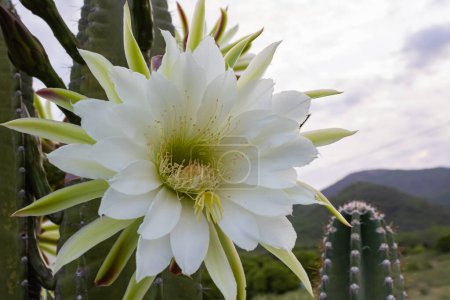 Téléchargez les photos : Cactus mandacaru.Cereus jamacaru. avec des fleurs et un paysage naturel - en image libre de droit