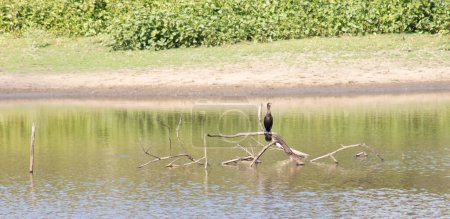 Foto de Wild duck seen from afar sitting on branch in water - Imagen libre de derechos
