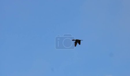 Foto de Pato salvaje visto desde lejos, volando en el cielo azul - Imagen libre de derechos