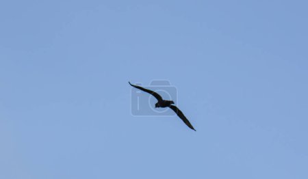 Foto de Pato salvaje visto desde lejos, volando en el cielo azul - Imagen libre de derechos