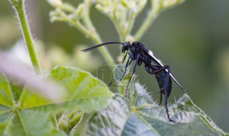 Foto de Cazador de avispas en hoja verde, enfocado en el cuerpo del insecto - Imagen libre de derechos