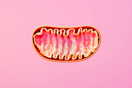 3D rendering of a mitochondrion, an organelle found in eukaryotic cells, with outer and inner membranes. Cross-section view of Mitochondria. Medical concept. Medical infographics on pink background.