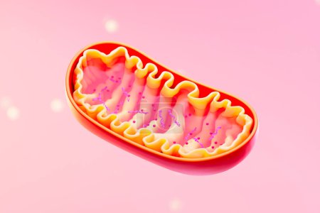 3D rendering of a mitochondrion, an organelle found in eukaryotic cells, with outer and inner membranes. Cross-section view of Mitochondria. Medical concept. Medical infographics on pink background.