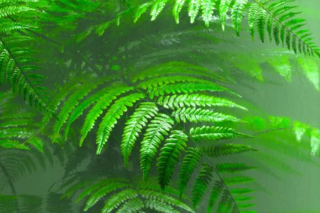Green fern leaves behind the glass. Natural forest's plants in the glasshouse. Foliage from a tropical environment. Blurry vision. Nature. Botany. Botanical garden. Perfect for science education. Wet