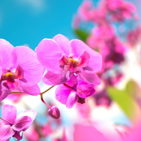 Photo for Branch of blooming pink orchid flowers against a blue sky background. Close-up shot. Purple phalaenopsis orchid. Floral background perfect for spa, valentines day, and Mother's day. Depth of field - Royalty Free Image