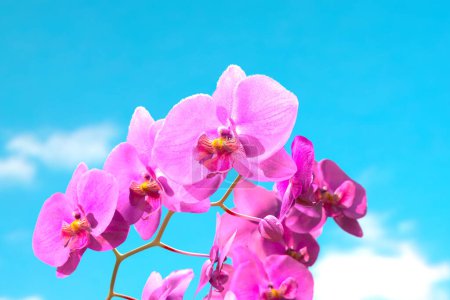 Photo for Branch of blooming pink orchid flowers against a bright background. Close-up shot. Purple phalaenopsis orchid. Floral background perfect for spa, valentines day, and Mother's day. Depth of field - Royalty Free Image