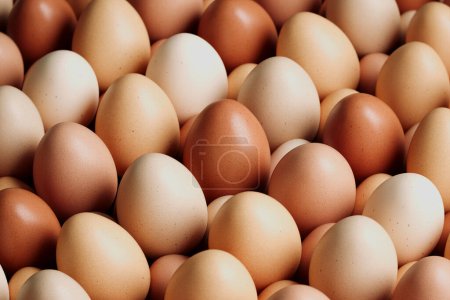 Photo for A detailed view capturing an array of chicken eggs with varying natural shades, emphasizing the beauty and diversity of farm-fresh, organic produce. - Royalty Free Image