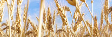 Photo for Vast expanse of a golden wheat field captured in full bloom, with ripe ears swaying gently under the serene expanse of a vivid blue sky, symbolic of agricultural bounty. - Royalty Free Image
