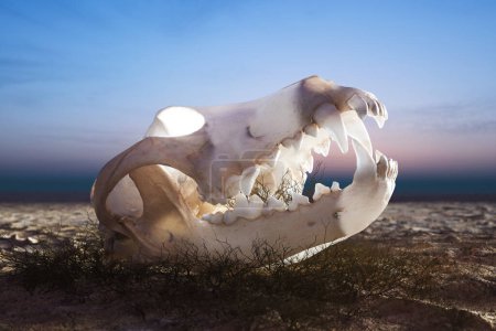 Foto de En la hora embrujada del crepúsculo, un cráneo de animal solitario yace en el suelo árido del desierto, fuertemente iluminado contra la luz menguante, agitando un silencio contemplativo. - Imagen libre de derechos