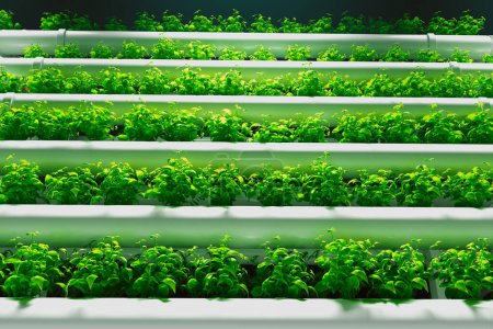 Dies ist ein Bild, das eine effizient angeordnete, moderne vertikale hydroponische Anbauanlage zeigt, die Reihen lebendiger Basilikumpflanzen zeigt, die mit LED-Leuchten ernährt werden..