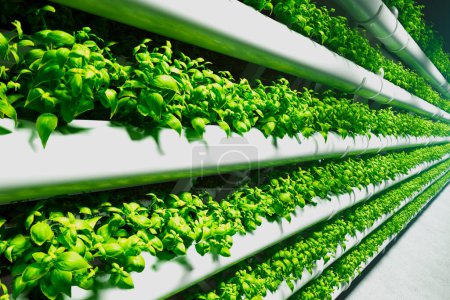 Photo for Vibrant green basil plants flourishing on vertical shelving within an advanced, controlled environment hydroponic system, illuminated by energy-efficient LED lights. - Royalty Free Image