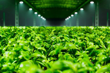 Une ferme hydroponique prospère encapsule l'agriculture de précision avec des plantes verdoyantes sous des lumières LED, incarnant la synergie de la nature et de la technologie de plus de 200 caractères.