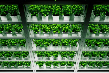 Dieses Bild zeigt eine hochmoderne hydroponische Anbauanlage mit Reihen lebendiger Basilikumpflanzen, sorgfältig genährt unter hocheffizienter LED-Beleuchtung für maximales Wachstum..