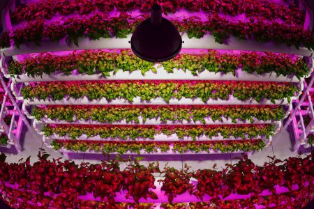 Foto de Un sistema de cultivo vertical de vanguardia con bastidores de crecimiento en capas iluminados por luces led específicas del espectro, que alimentan una variedad de verduras de hoja hidropónica en un espacio interior industrial. - Imagen libre de derechos